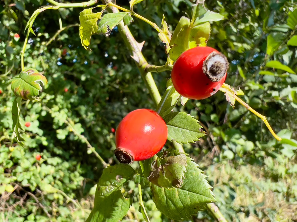 Dornengewächse wie die Hagebutte gibt es hingegen nur wenige. Hagebutten am Strauch.